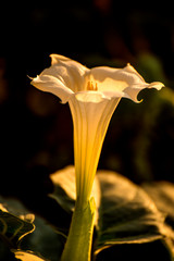 Datura stramonium, thorn-apple with flower