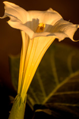 Datura stramonium, thorn-apple with flower