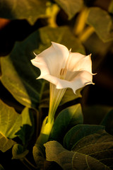 Datura stramonium, thorn-apple with flower
