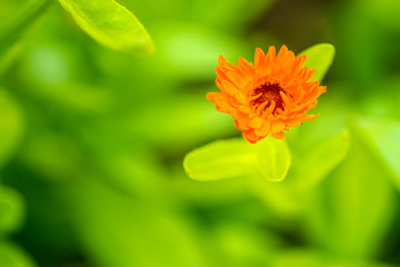 common marigold in a garden