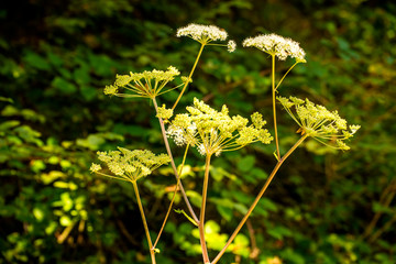 Angelica, medicinal herb with flower in summer