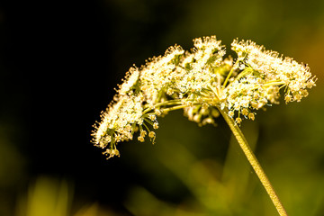 Angelica, medicinal herb with flower in summer