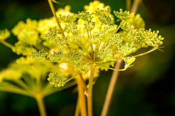 Angelica, medicinal herb with flower in summer