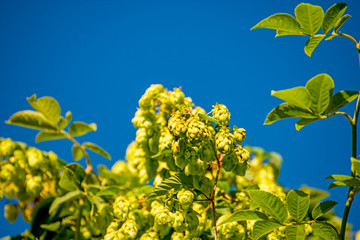 hops with ripe cones in summer
