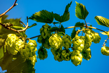 hops with ripe cones in summer