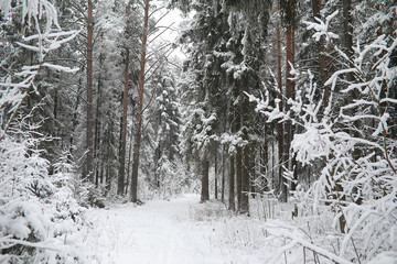 Winter landscape. Forest under the snow. Winter in the park.