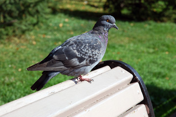 One dove on bench in city park against green grass lawn.