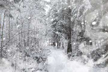 Winter landscape. Forest under the snow. Winter in the park.