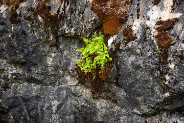 Rock covered red with green moss