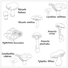 Set of contour mushrooms on a white background. Forest collection of pale grebe, gall mushroom, chanterelle mushrooms, honey agarics and porcini mushrooms. Vector illustration, sketch.