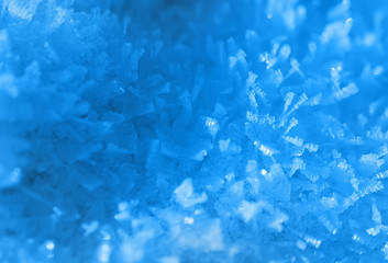 Branches of blue spruce covered with morning frost on natural background.