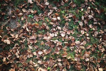 End of summer season in the park