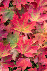 red maple leaves in autumn