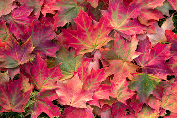 autumn leaves background