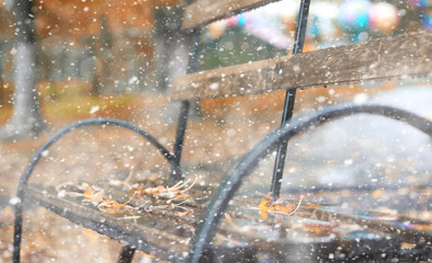 Autumn park in the first snow