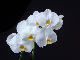 Fototapeta na wymiar orchidea su nero