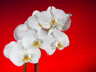 orchidea rosso