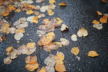 Autumn rain in the park