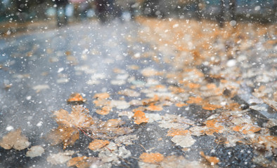 Autumn park in the first snow