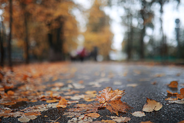 Autumn rain in the park