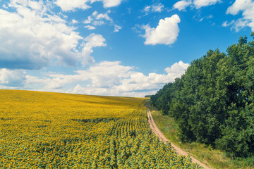 Rural dirt road along the field of sunflowers. Picturesque sunflower field, top view. The rural landscape on a summer sunny day. Nature background