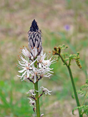 One cone flowers with at the end of the stem a group of blue black dot points with under a evolution of flower gradually in bloom 