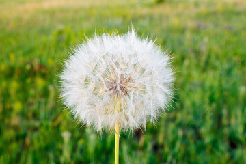 Fototapeta premium White fluffy dandelion close-up on a green background