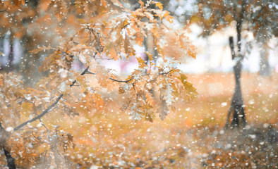 Autumn park in the first snow