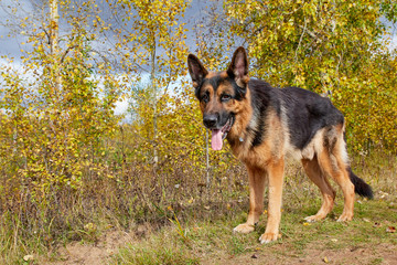 Dog German Shepherd outdoors in an autumn day