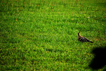 hoopoe bird in the grass