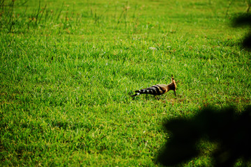 hoopoe bird on a grass field