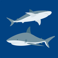 Shark. Sharks vector illustrations set. Cartoon style sharks drawing. Part of set.