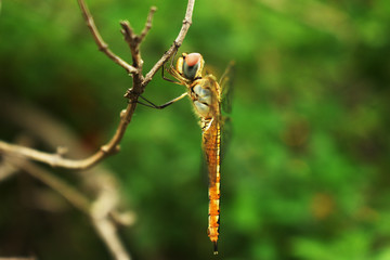 dragonfly on a branch