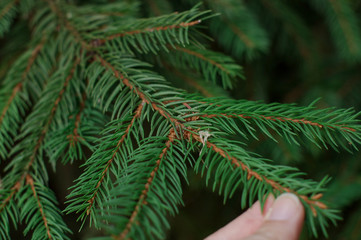Fir branches, Transcarpathia, Ukraine. Green spruce branch