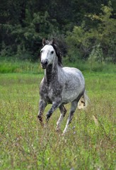 Free golop grey horse in a field