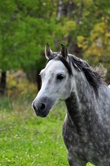 Portrait of a grey horse with a developing mane