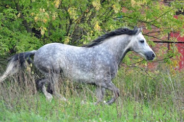 Obraz premium The golop grey stallion in a field