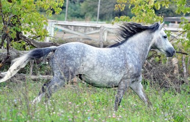 Obraz na płótnie Canvas The golop beautiful, grey apples horse