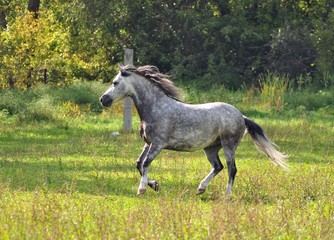Obraz na płótnie Canvas Gray horse bright, sunny autumn day