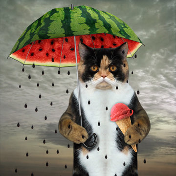The multicolor cat under a watermelon umbrella is eating an umbrella fruit ice cream.