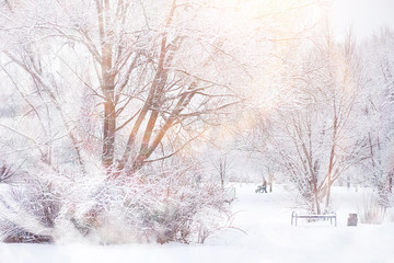 Winter landscape. Forest under the snow. Winter in the park.