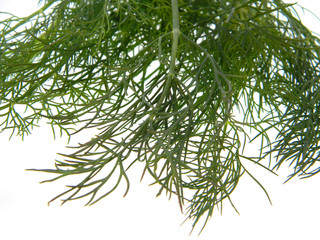 dill isolated on white background