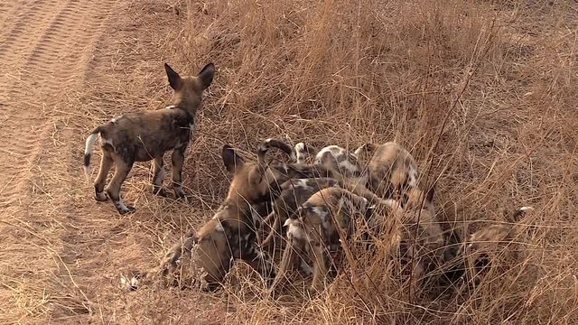 African wild dog pups competing over food close to den site. Greater Kruger. Handheld