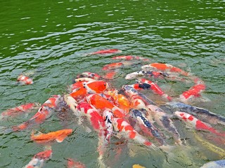 激しい餌の争奪戦をする錦鯉