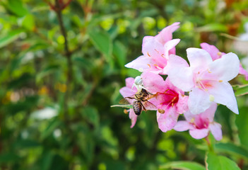 A white spider grabbing a bee on pale pink flowers of Weigela Florida Variegata