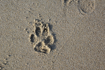 Top view of single dog paw print on wet sand beach