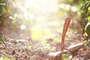 Small sprout for landing in the ground in hands