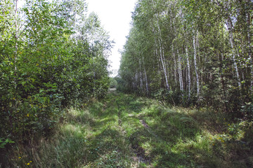 Path in a beautiful birch grove