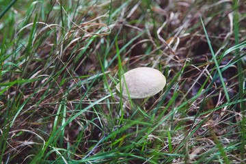 Beautiful natural white mushroom in grass in forest. Concept nature.