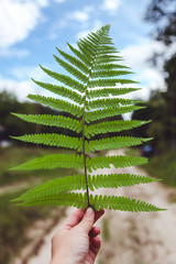 Beautiful green fern leaf